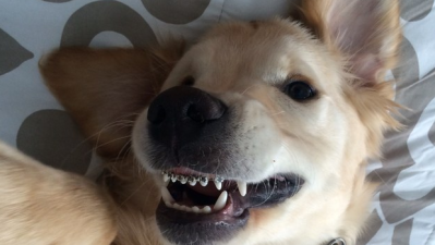 There’s No Possible Way To Out-Cute These Pics Of A Puppy With Braces