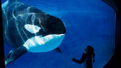 SeaWorld Says This Generation Of Orcas Will Be The Last They Will Ever Have