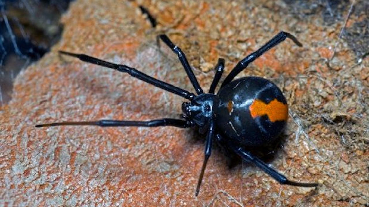 Sydney’s Unseasonably Hot Weather Is Bringing Oh God So Many Spiders