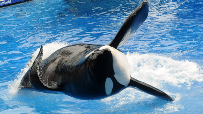 SeaWorld Does SeaWorld, Accepts No Blame For Gravely-Ill ‘Blackfish’ Tilikum