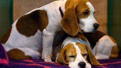 Some Reprehensible Flogs Posed As RSPCA Agents & Stole 15 Beagle Puppers
