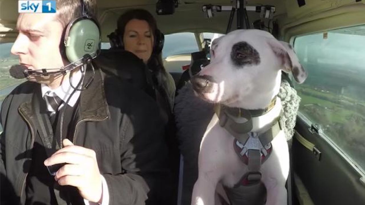 WATCH: This No Fooling Rescue Pooch Can Fly A No Fooling Plane