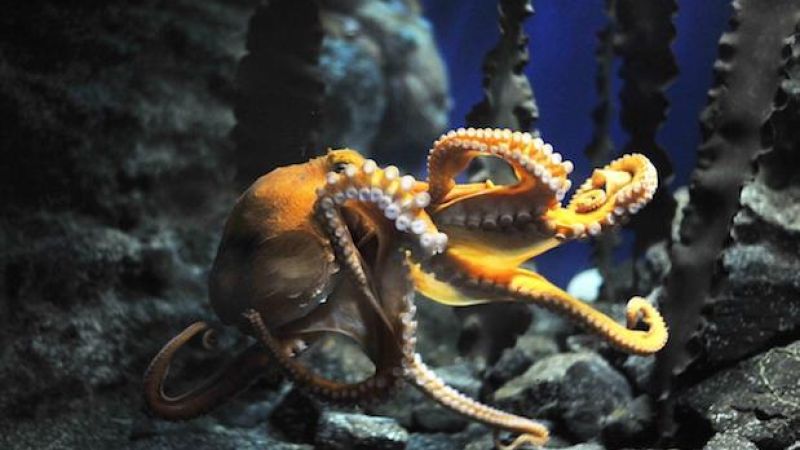 Criminal Genius Octopus Makes Daring Escape From NZ Aquarium