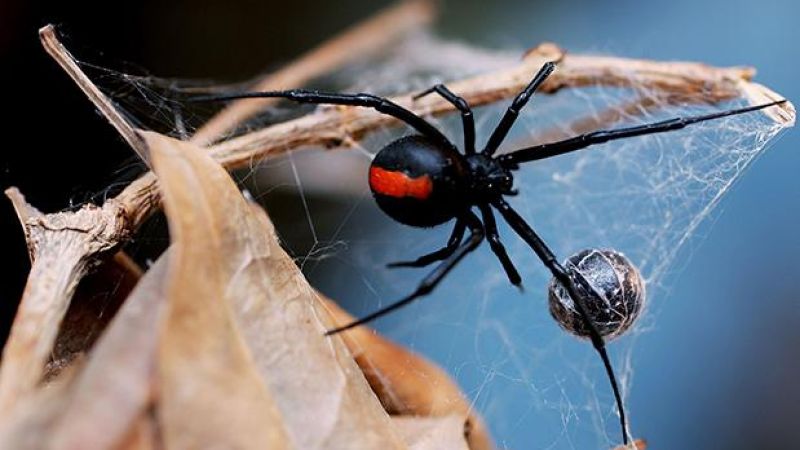 A Sydney Bloke Copped A Redback Spider Bite On The Todger Mid-Poop