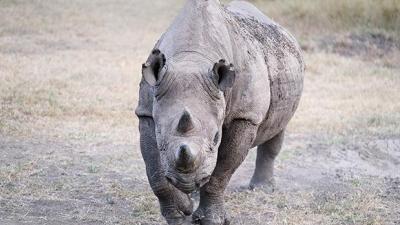 80 Rhinos Are Coming To Australia In A Wild Effort To Save The Species