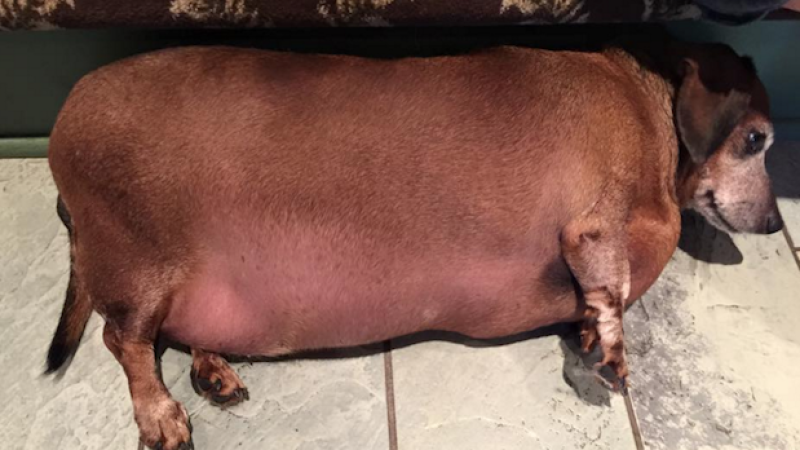 Obese Sausage Dog Drops 9KG, Goes From Bulky Bratwurst To Fit Footy Frank