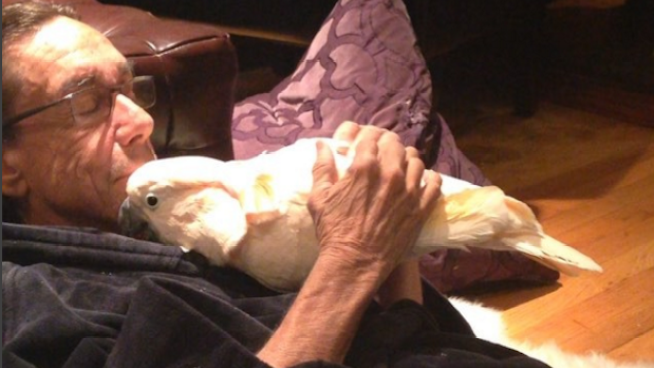 Iggy Pop Has A Cockatoo Named Biggy Pop And Yes It Has An Instagram