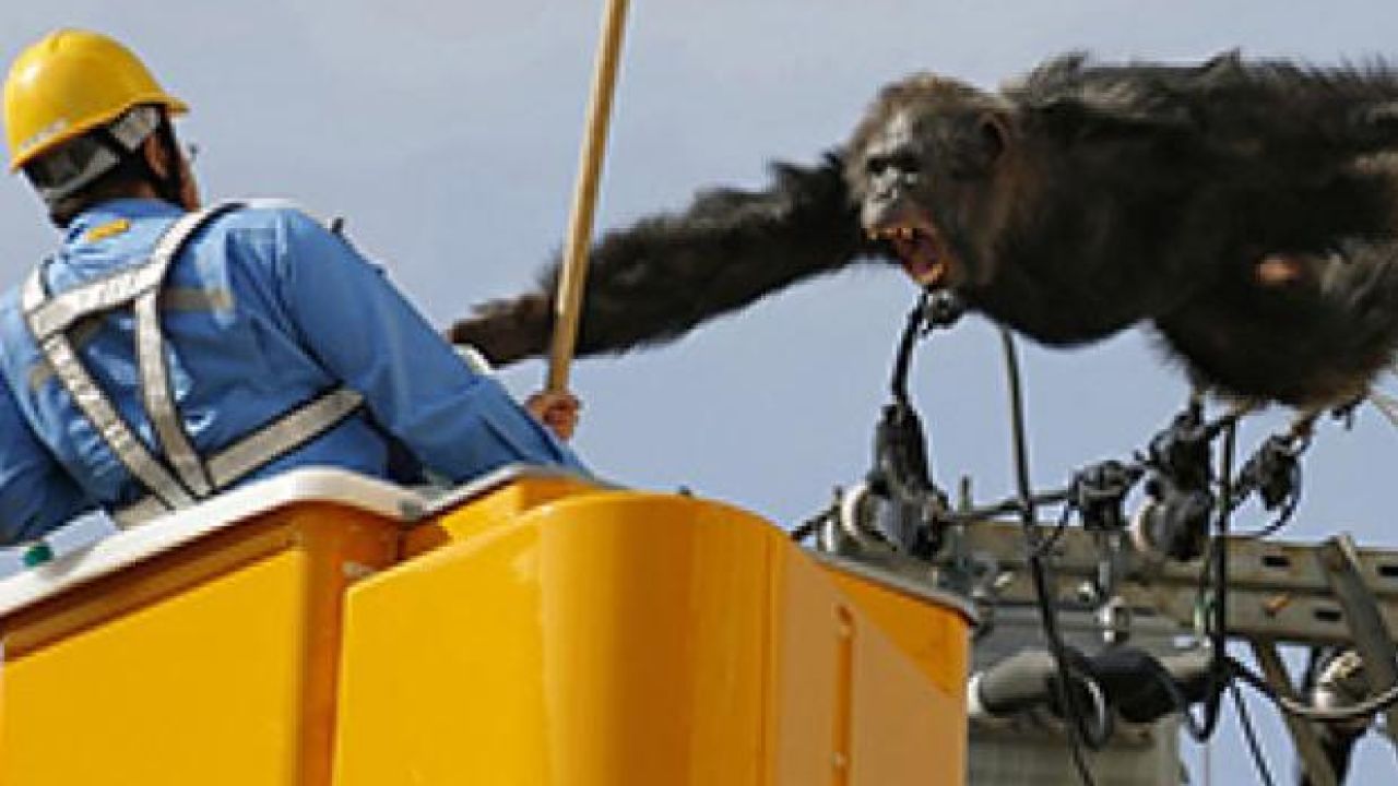 WATCH: Chimp Escapes From Japanese Zoo But Nobody’s Quite Sure How