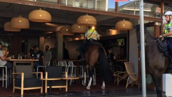 Police Horse Walks Into Bar In Bondi, NSW Nanny State Officially Peaked