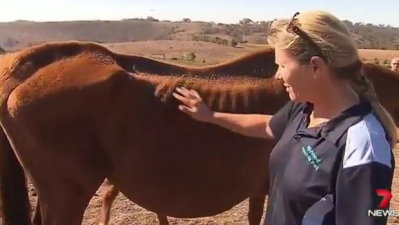 WATCH: Surviving Horses Rescued After Unreal VIC Animal Cruelty Discovery