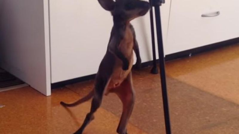 WATCH: This Lil’ Wallaby Is Either Taking Its 1st Steps Or Very, Very Drunk