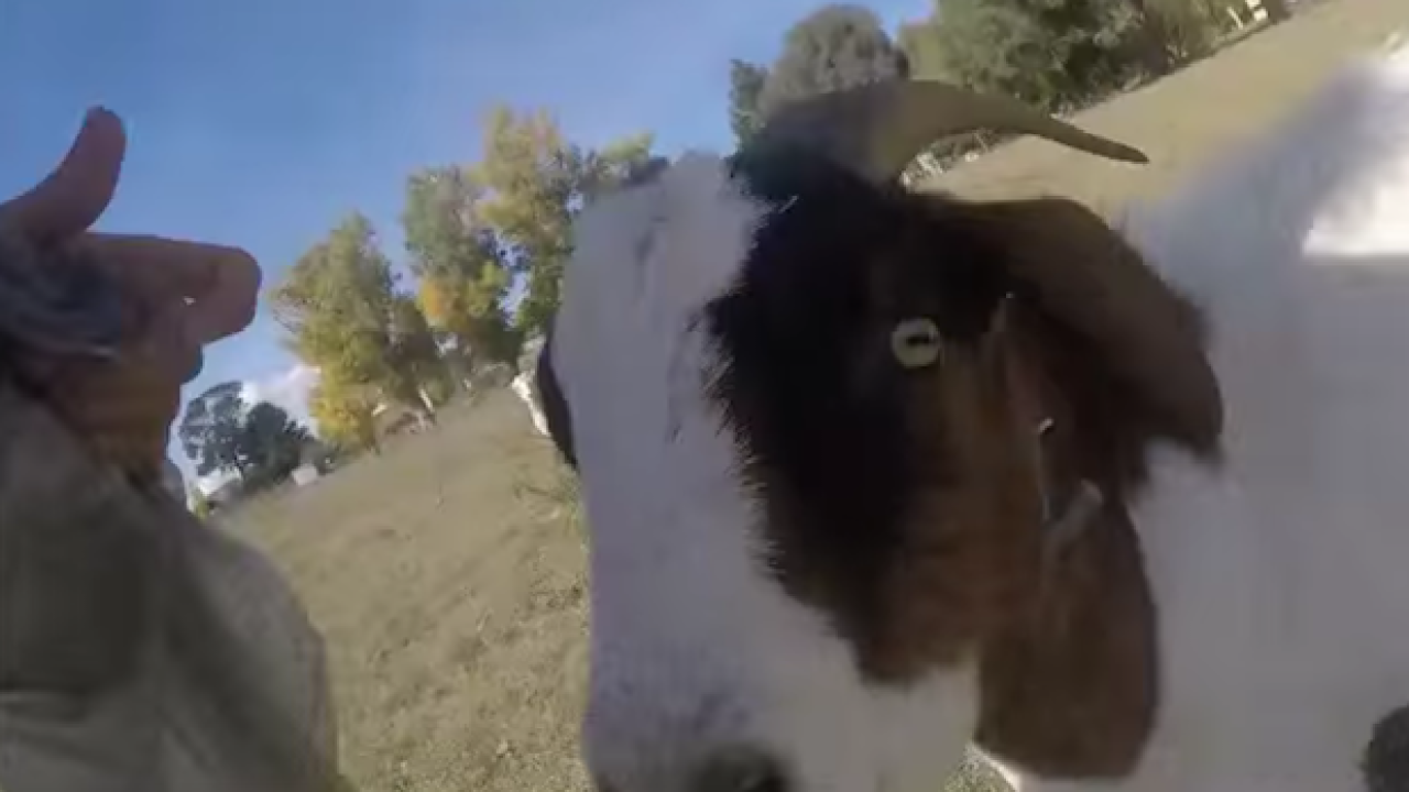 WATCH: Kevin The Goat’s Still Nicking Weet-Bix, Remains The Absolute Worst