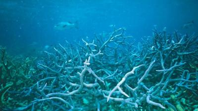 Great Barrier Reef Visits Denied To Media & Pollies Over Tourism Concerns