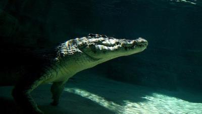 72-Year Old Bloke Survives 3-Hour Croc Attack By Biffing It With A Spanner