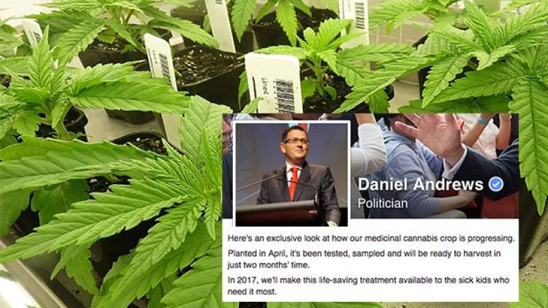 VIC Premier Gives A Peek At Their Insanely Dank Medicinal Cannabis Crop
