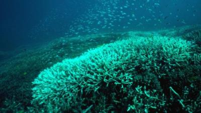 WELL, SHIT: Most Of The Coral In The Central Great Barrier Reef Is Dead Now
