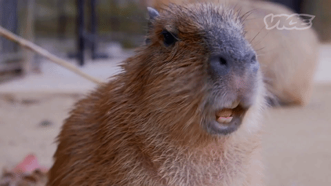 2 Capybaras At Large In Toronto After Adorable High-Profile Escape From Zoo
