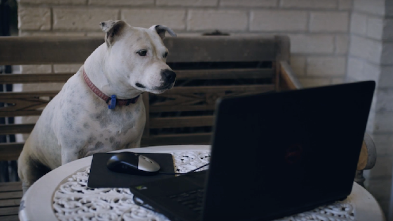 WATCH: This Skit Will Make You Look At Cute Dogs On The ‘Gram Differently