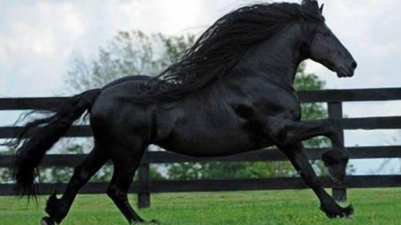 The Internet Is Bloody Frothing Over This Extremely Majestic Horse