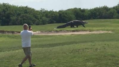 WATCH: Look At This Big Fackin Alligator Crossing A Golf Course Phwoooar