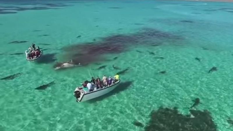 WATCH: There’s Footage Of 70 Tiger Sharks Eating A Whale If You’re Keen