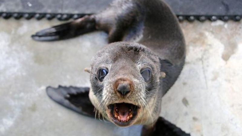 Lil’ Seal Pupper Injured During #SydneyStorm Released Back Into The Wild