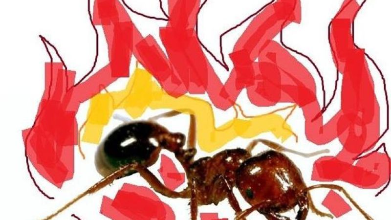 Sign This Goddamned Petition To Help Get Fire Ants Renamed ‘Spicy Boys’