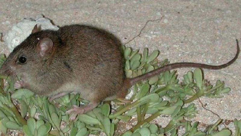 Well Done Us: The 1st Mammal Species Has Been Wiped Out By Climate Change