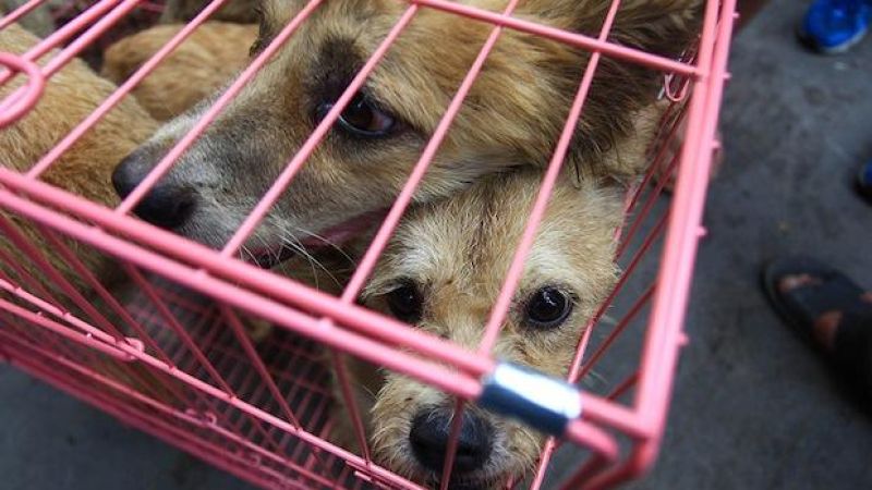 Protests Against China’s Brutal Dog Meat Fest May Have Majorly Backfired