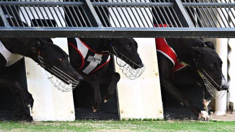 179 NSW Greyhound Trainers Face Bans Over Alleged ‘Death Sentence’ Exports