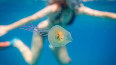 Frikkin’ Incred Photos Show Fishy Trapped Inside Jellyfishy At Byron Bay