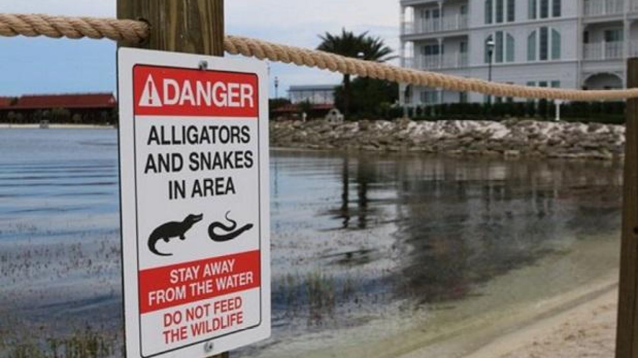 Disney World Is Just Now Installing Gator Warning Signs After Child’s Death