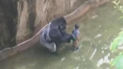 Cops Release Audio Of Panicked Mum’s 911 Call After Gorilla Incident