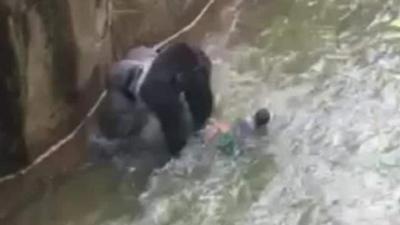 Cincinnati Zoo Facing Possible Criminal Charges For Shooting Gorilla