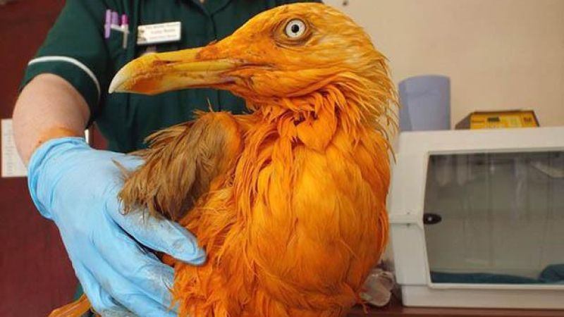 Poor Seagull Falls In Vat Of Tikka Masala, Turns A Trump Shade Of Orange