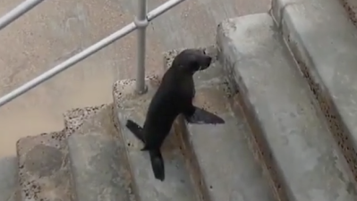 WATCH: Tiny Seal Pup Evacuates Huge Bondi Swell During #SydneyStorm
