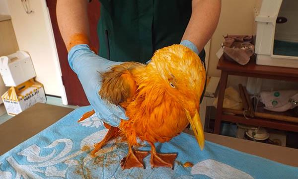 Poor Seagull Falls In Vat Of Tikka Masala, Turns A Trump Shade Of Orange