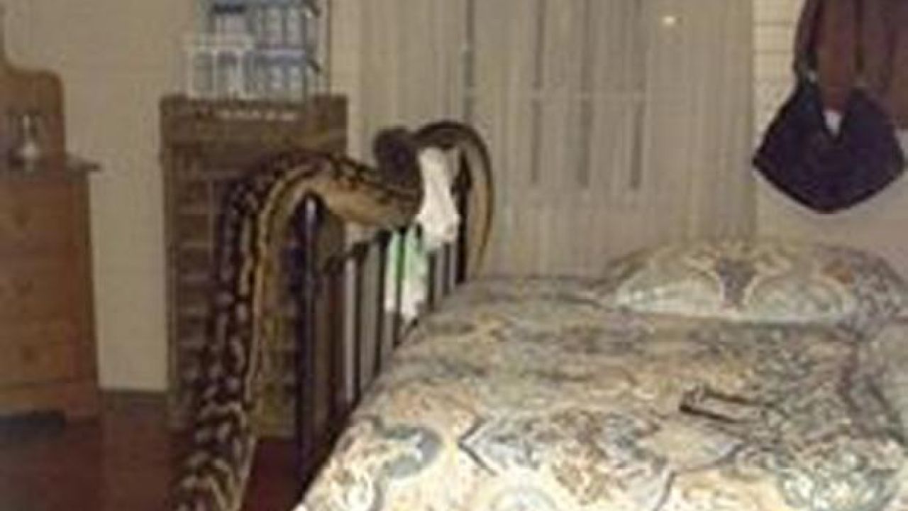 Get Farked: QLD Woman Wakes Up & Finds 5-Metre Python In Bedroom