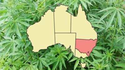 Doctors In NSW Can Prescribe Medical Cannabis As Of Right Bloody Now