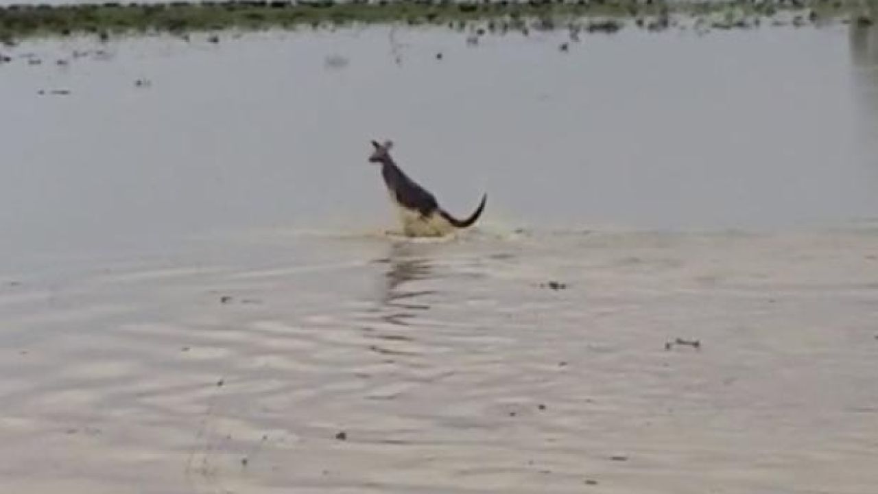 WATCH: Wee Little Roo Hops Out Of Swollen Creek, Straight Into Your Heart