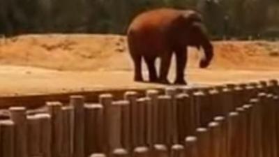 9-Year-Old Girl Killed After Zoo Elephant Picks Up And Hurls Rock