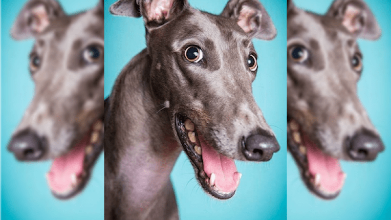 Now NSW Is Banning Greyhound Racing, Here’s Why Y’all Should Adopt One