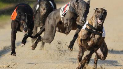 In Absolutely Fkd News, More Than 150 Greyhounds Have Died On Aussie Racetracks This Year