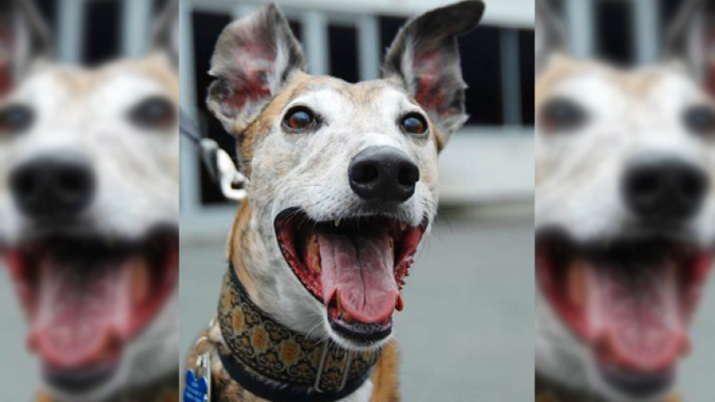 FKN YAY: NSW Just Outlawed Greyhound Racing After Damning Inquiry