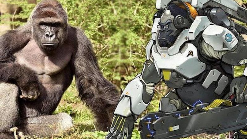 ‘Overwatch’ Petitioned To Rename Character Harambe (The Gorilla Who Died)