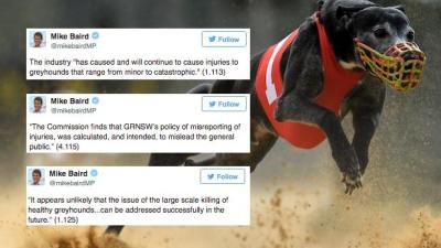 Greyhound Racing Report TL;DR? Mike Baird Just Summarised Its Worst Bits