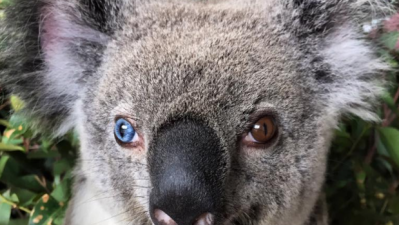 ‘Straya Zoo Rescues Koala Who’s Also Kate Bosworth’s Doppelgänger