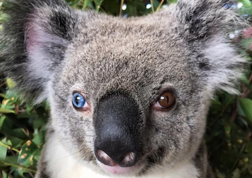 ‘Straya Zoo Rescues Koala Who’s Also Kate Bosworth’s Doppelgänger