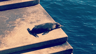 The Sydney Opera House Seal Pup Returned, So Today Wasn’t A Total Write-Off