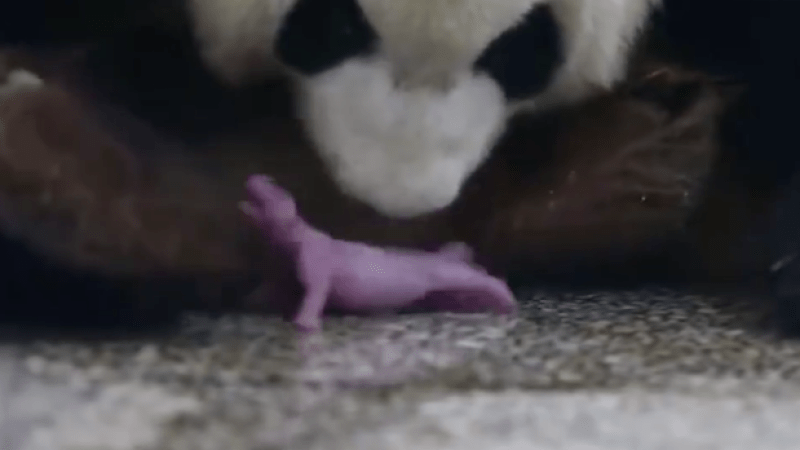 WATCH: Reckon A Newborn Panda Would Be Adorable? Guess The Hell Again